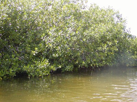 134 papi antoin in de mangrove van lac